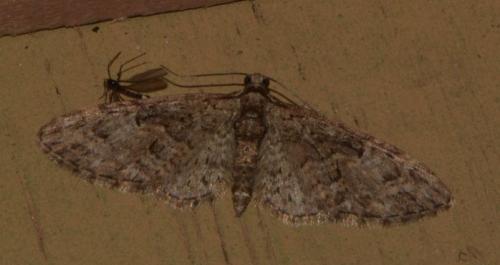 Réf. 202 494 : Eupithecia abbreviata